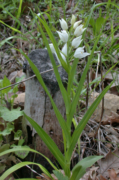 Narrow-leaved Helleborine