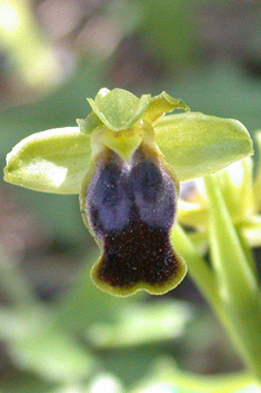 Ashy Bee Orchid