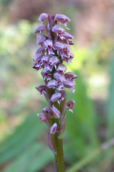 Dense-flowered Orchid