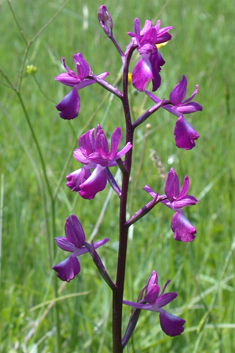 Loose-flowered Orchid