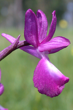 Loose-flowered Orchid
