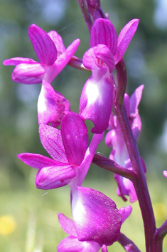 Loose-flowered Orchid