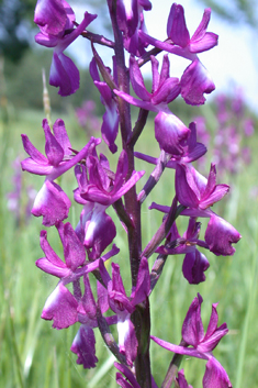 Loose-flowered Orchid