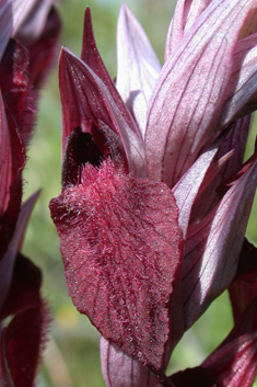 Heart-flowered Tongue Orchid