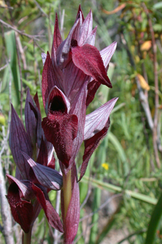 Heart-flowered Tongue Orchid