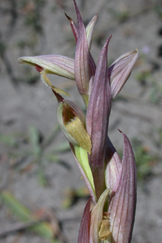 Small-flowered Tongue Orchid