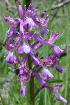 Eastern Green-winged Orchid