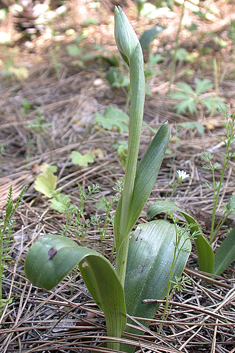 Compère's Orchid