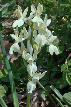 Provence Orchid