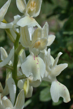 Provence Orchid