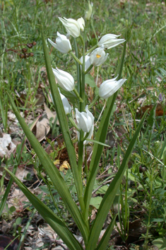 Narrow-leaved Helleborine