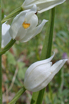 Narrow-leaved Helleborine