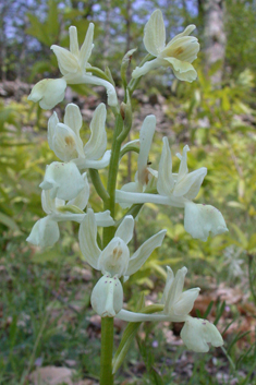 Provence Orchid