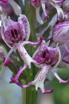 Monkey Orchid