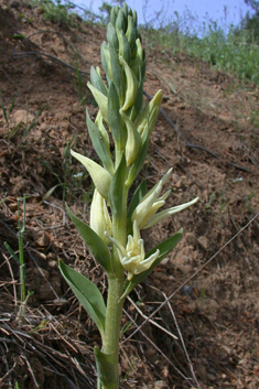 Spurred Helleborine