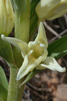 Spurred Helleborine