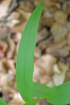 Narrow-leaved Helleborine