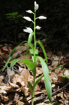 Narrow-leaved Helleborine