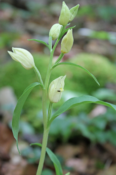 White Helleborine