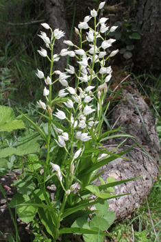 Narrow-leaved Helleborine