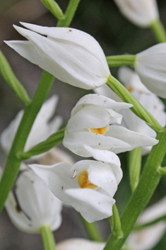 Narrow-leaved Helleborine