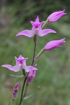 Red Helleborine