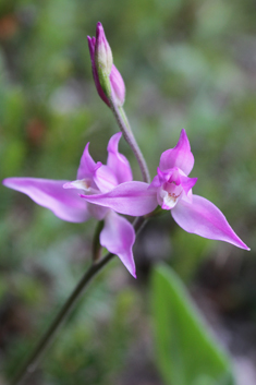 Red Helleborine