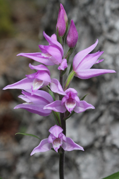 Red Helleborine