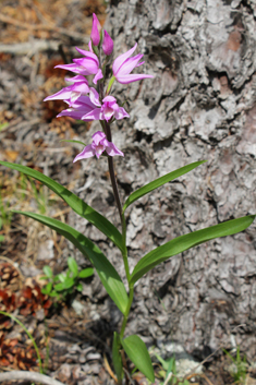 Red Helleborine