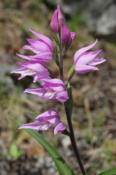 Red Helleborine