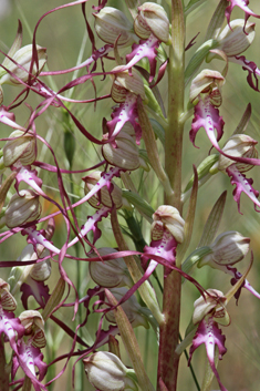 Long-spurred Lizard Orchid