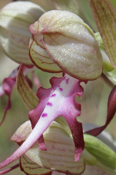 Long-spurred Lizard Orchid