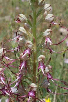 Long-spurred Lizard Orchid