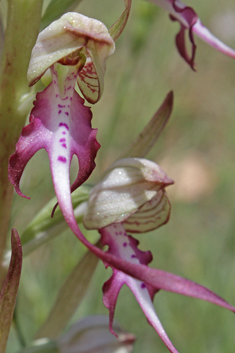 Long-spurred Lizard Orchid