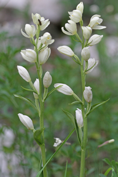 White Helleborine