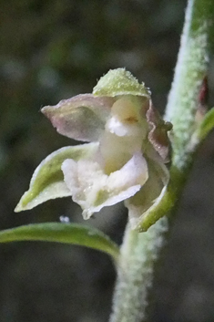 Small-leaved Helleborine