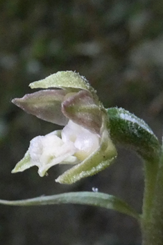 Small-leaved Helleborine