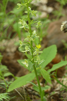 Greater Butterfly Orchid