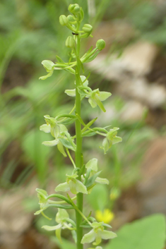 Greater Butterfly Orchid