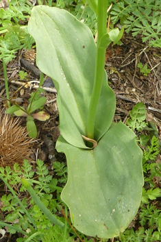 Greater Butterfly Orchid