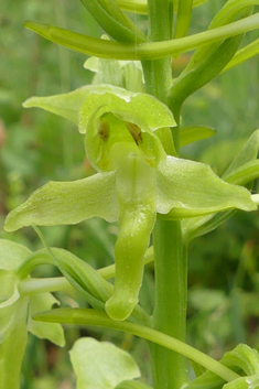 Greater Butterfly Orchid