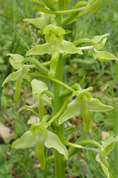 Greater Butterfly Orchid