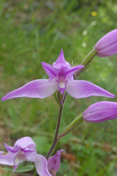 Red Helleborine