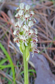 Dense-flowered Orchid