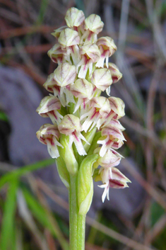 Dense-flowered Orchid