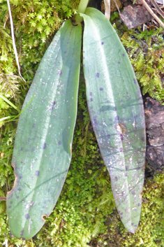 Dense-flowered Orchid