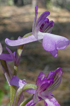 Eastern Green-winged Orchid