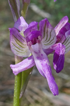 Eastern Green-winged Orchid