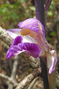 Violet Bird's-nest Orchid