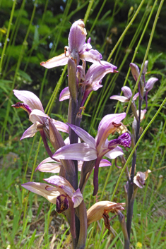 Violet Bird's-nest Orchid